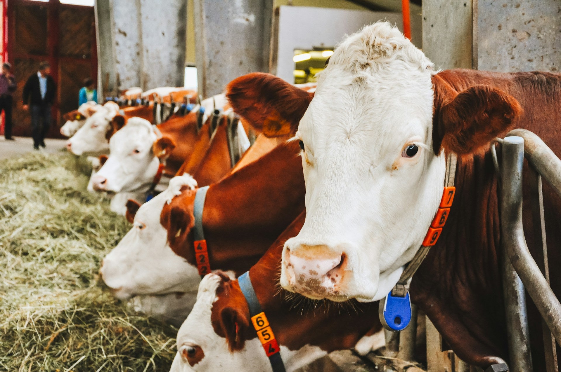 Ethical Farming: The Heart of Quality Milk Production