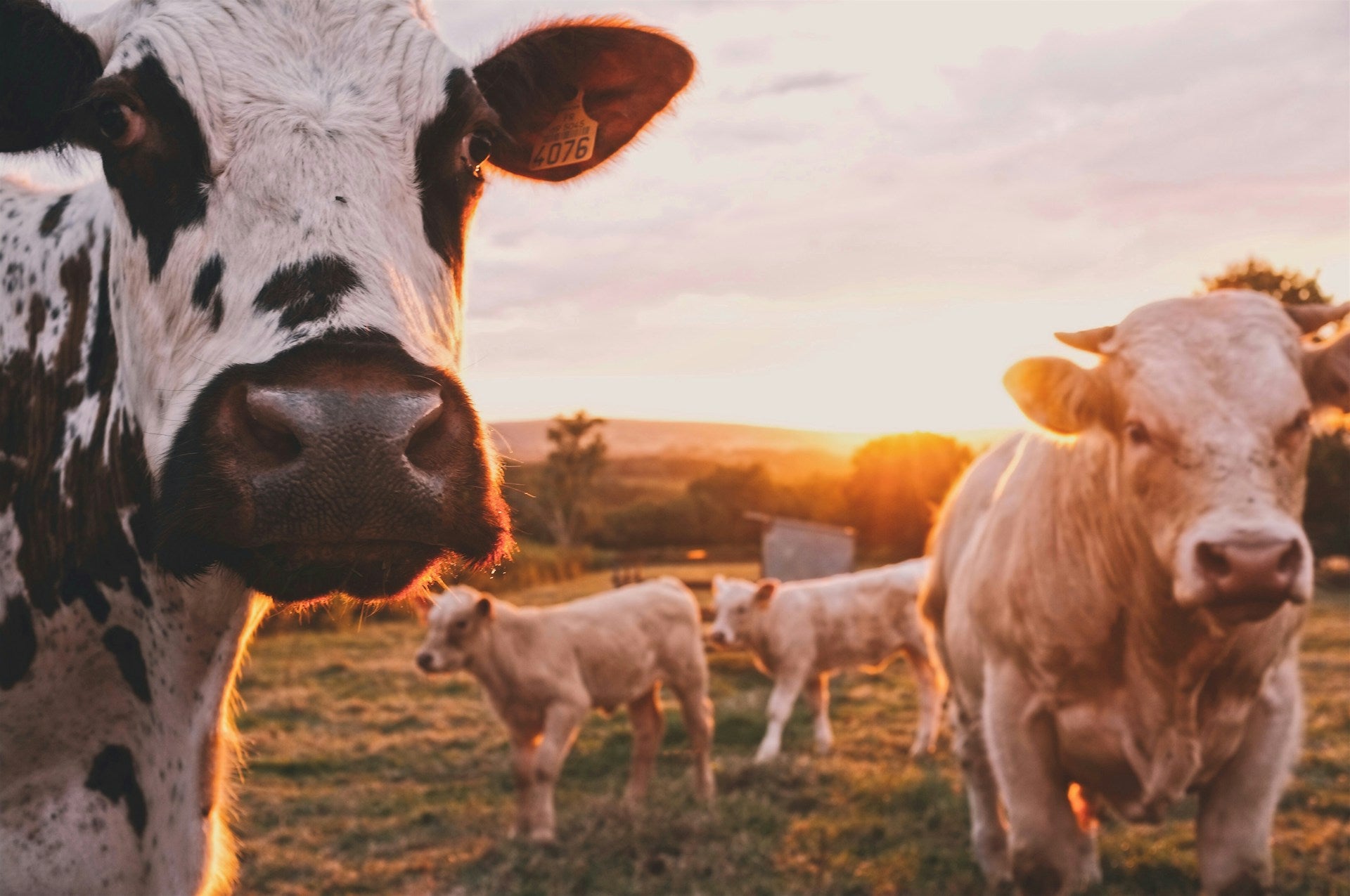 From Farm to Table: The Journey of Fresh Milk